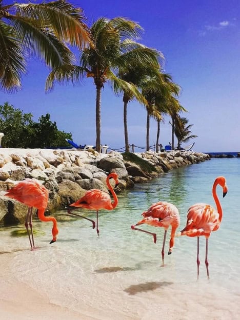 Aruba